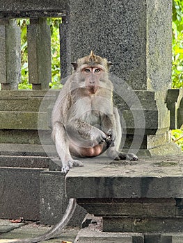 A monkey is sitting on a stone ledge