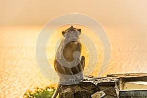 A monkey is sitting on the stone pillar.