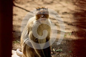 Monkey sitting on the stone