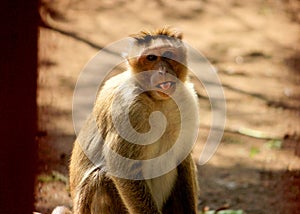 Monkey looking to the camera