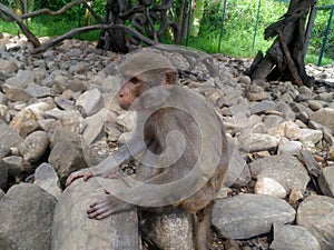 The monkey is sitting on the stones