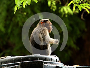 Monkey Sitting on the Syntax tank