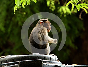 Monkey Sitting on the Syntax tank photo
