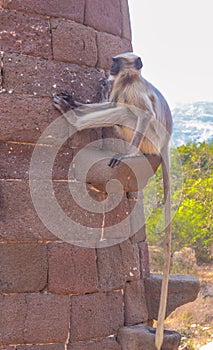 A monkey sitting on a temple pillar  stone