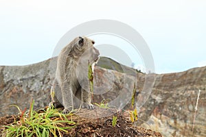 Monkey sitting on top of crater on Kelimutu photo