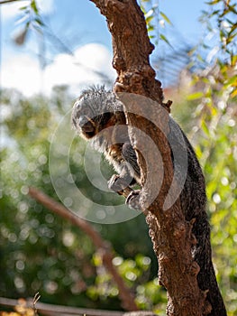 Monkey sitting on tree