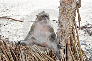 Monkey sitting on a tree by the beach.