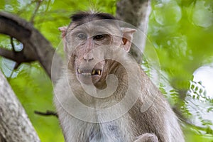 Monkey sitting on tree branch in the dark tropical forest in the Sanjay Gandhi National Park Mumbai Maharashtra India.