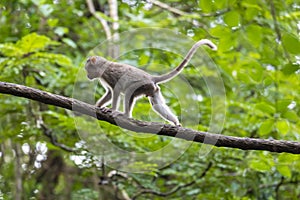 Monkey sitting on tree branch in the dark tropical forest in the Sanjay Gandhi National Park Mumbai Maharashtra India.