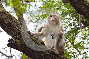 Monkey sitting on tree branch in the dark tropical forest in the Sanjay Gandhi National Park Mumbai Maharashtra India.