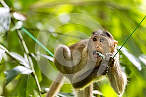 Monkey sitting on tree branch in the dark tropical forest in the Sanjay Gandhi National Park Mumbai Maharashtra India.