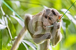 Monkey sitting on tree branch in the dark tropical forest in the Sanjay Gandhi National Park Mumbai Maharashtra India.