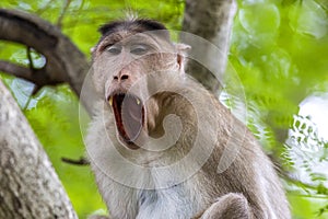 Monkey sitting on tree branch in the dark tropical forest in the Sanjay Gandhi National Park Mumbai Maharashtra India.