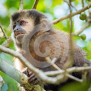 a monkey sitting on a tree branch near trees and green leaves