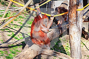 Monkey sitting on a tree branch