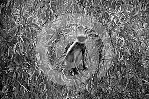 Monkey sitting on the tree branches in black and white