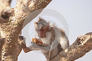 Monkey sitting on a tree eating a coconut
