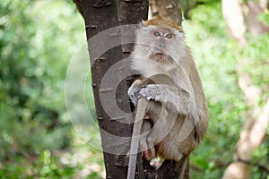 Monkey sitting on a tree happily