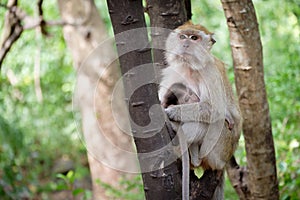 Monkey sitting on a tree happily