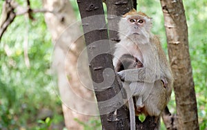 Monkey sitting on a tree happily