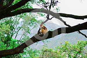 A monkey sitting on a tree