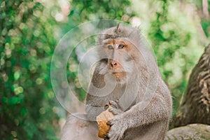 A monkey is sitting on a tree in the jungle and eating a coconut. Behavior of Monkeys in their natural habitat.