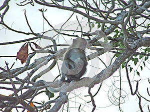 Monkey sitting on a tree looking for something.