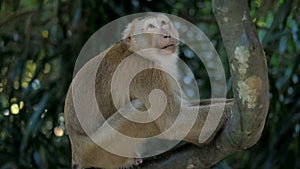 Monkey is sitting on a tree. Rhesus macaque portrait in tropical jungle
