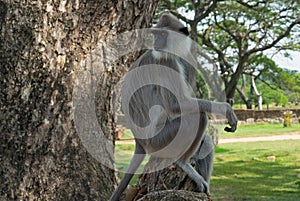 Monkey sitting on the tree, Sri Lanka