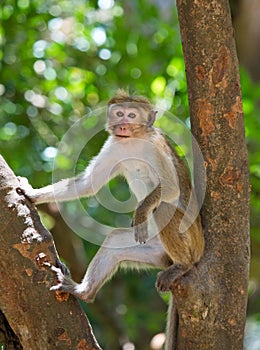 Monkey sitting on a tree. Sri Lanka.