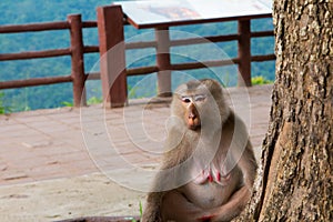 Monkey sitting under the tree