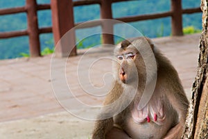 Monkey sitting under the tree