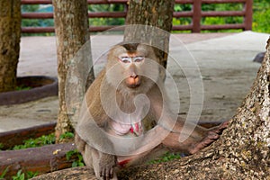 Monkey sitting under the tree