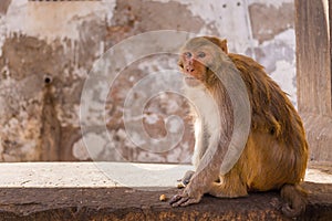 Monkey Sitting on a Wall Closeup