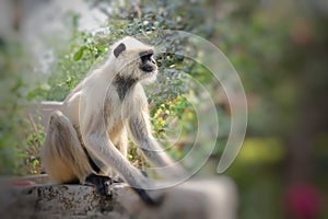 Cercopithecidae, Monkey sitting on the wall.