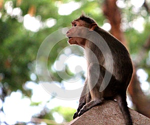 Monkey Sitting on the wall