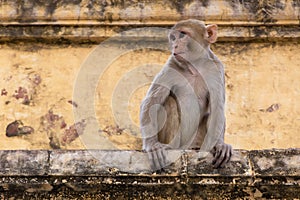 Monkey sitting on wall of old building