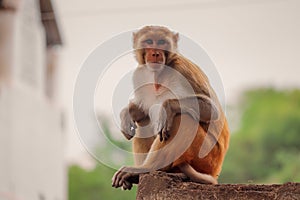 Monkey sitting on the wall