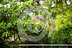 Monkey sitting on the wires safe