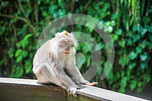 Monkey sitting on wooden railing