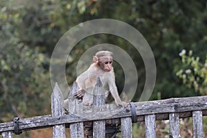 A monkey at slap