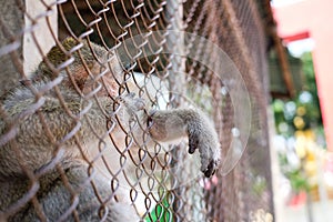 Monkey sleeping in temple of Thailand.