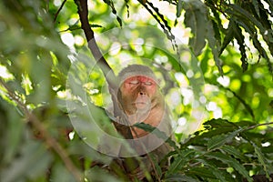 Monkey sleeping on the tree on a sunny afternoon