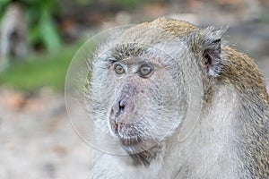 Monkey in songkhla thailand.