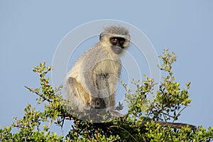 Monkey, South Africa