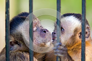 Monkey species Cebus Apella behind bars