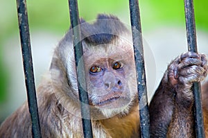 Monkey species Cebus Apella behind bars