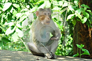 Monkey species of mammals