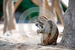 A monkey squatting under a tree is biting a plastic bottle with its mouth