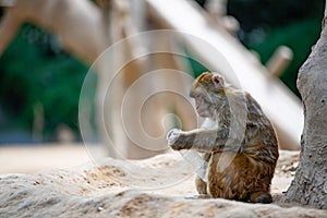A monkey squatting under a tree is seriously looking at a white transparent plastic bottle photo
